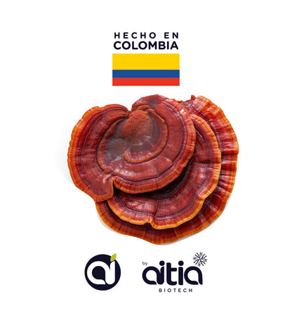 Betaglucanos de ganoderma